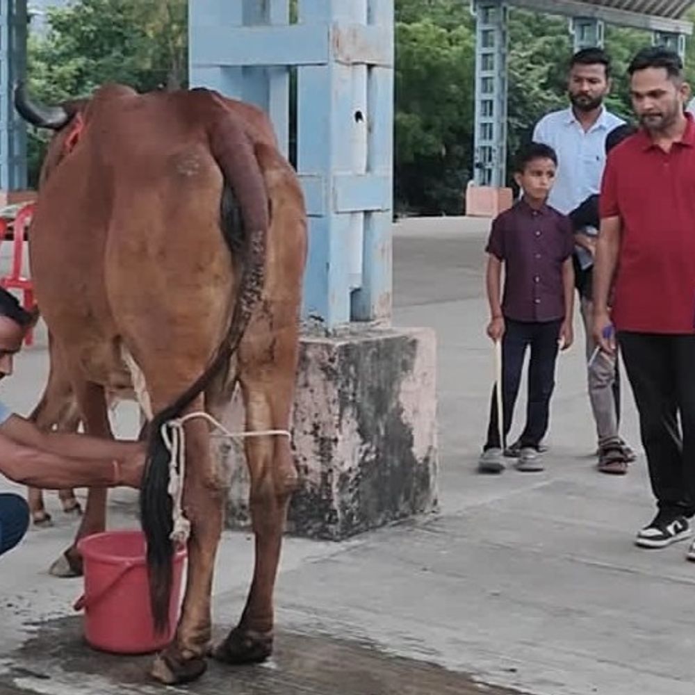 6 गांवों में गायों की दूध निकालने की प्रतियोगिता:खरगोन में तीन बार दूध निकालकर औसत तय होगा, विजेता पशुपालक को 1 लाख  मिलेंगे