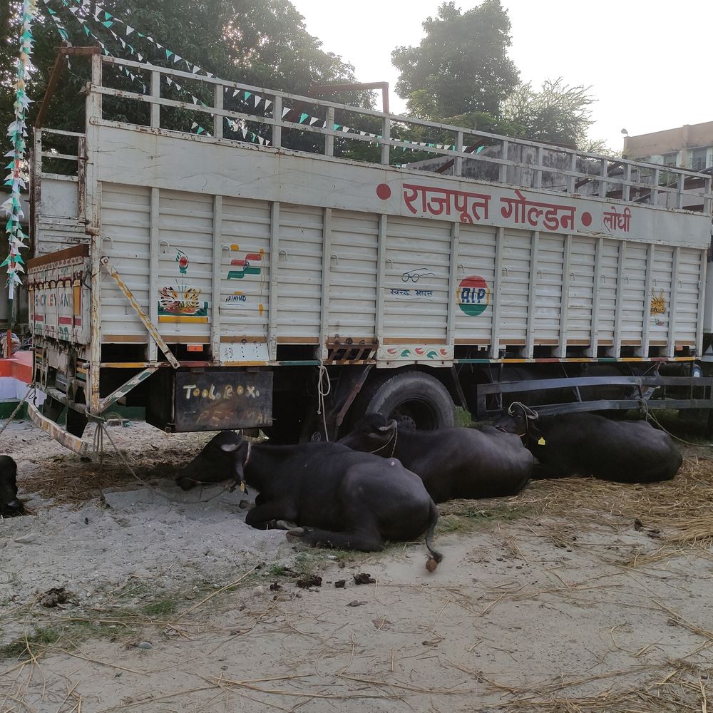 किशनगंज में पुलिस ने अवैध पशु तस्करी पकड़ी:6 मवेशी लादे पिकअप जब्त, ड्राइवर भागा