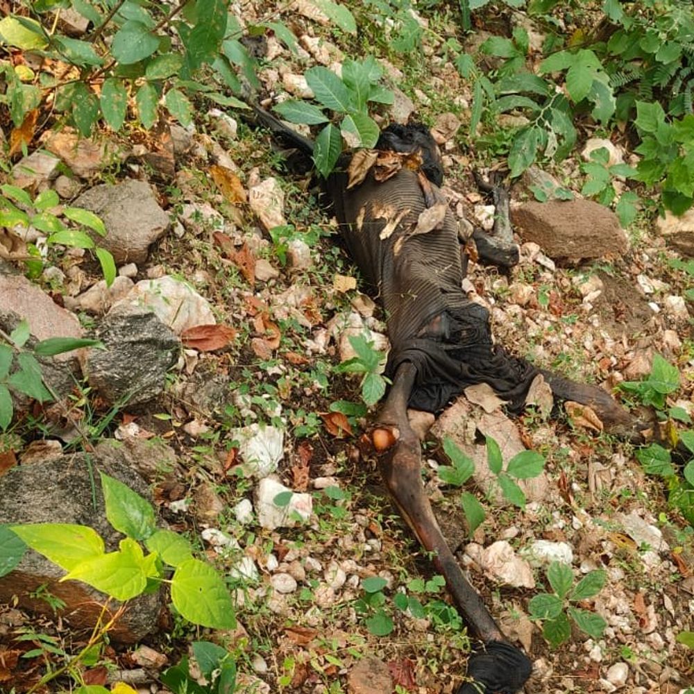 आलीराजपुर के जंगल में मिला 20-25 दिन पुराना कंकाल:मवेशी चराने गए ग्रामीणों ने देखा, पुलिस ने आसपास के थानों में दी सूचना