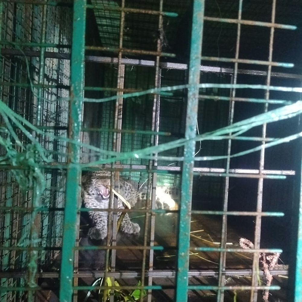 आबादी के पास घूम रहा तेंदुआ पिंजड़े में कैद:बहराइच के ककरी गांव में शनिवार शाम पकड़ा गया, जांच के बाद प्राकृतिक आवास में छोड़ा जाएगा
