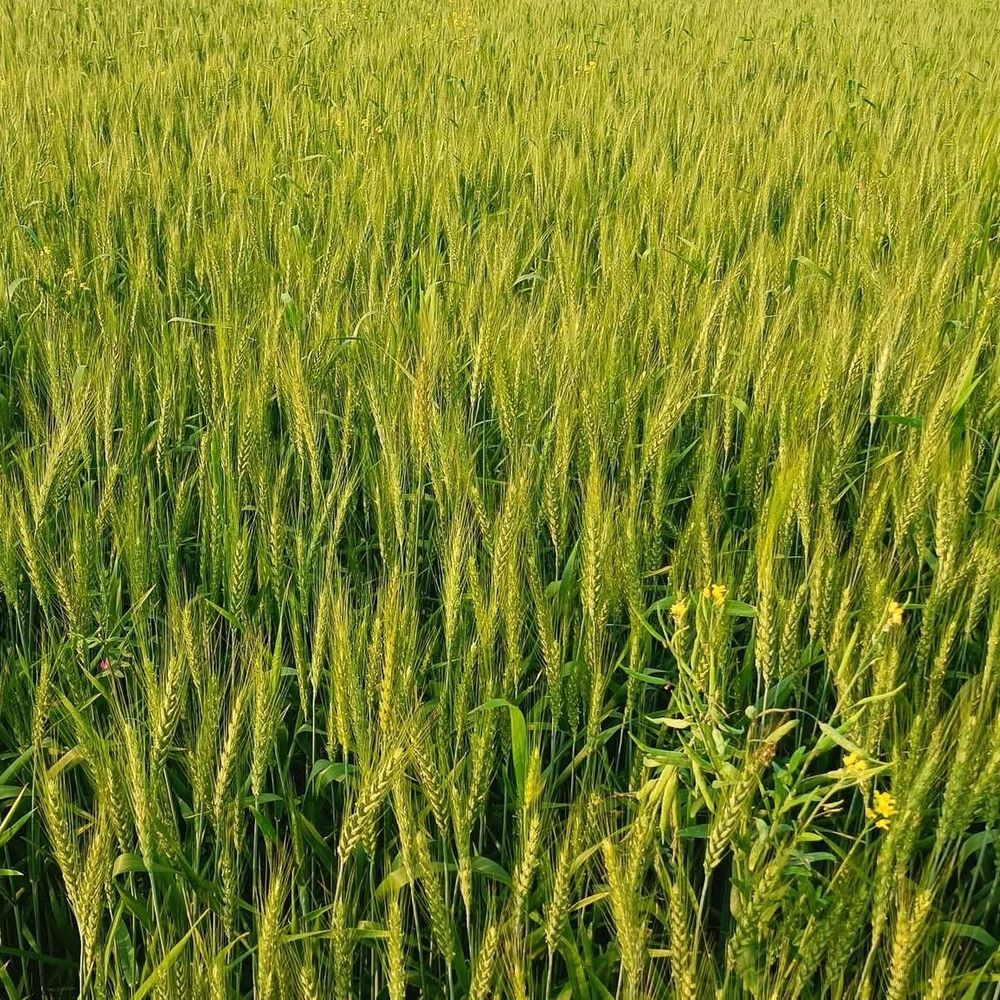 खगड़िया में 6 रबी फसलों का होगा बीमा:गेहूं, मक्का, राई-सरसों, मसूर, केला और अमरूद शामिल; किसान P फसल बीमा योजना का ले सकेंगे लाभ