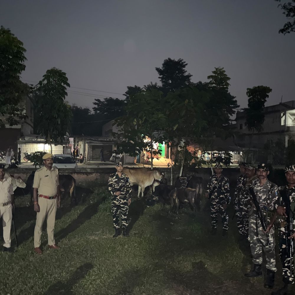 नेपाल से तस्करी कर लाए जा रहे 11 मवेशी जब्त:अररिया में SSB और बिहार पुलिस की संयुक्त कार्रवाई; झुंड में 10 बैल और एक गाय मिली