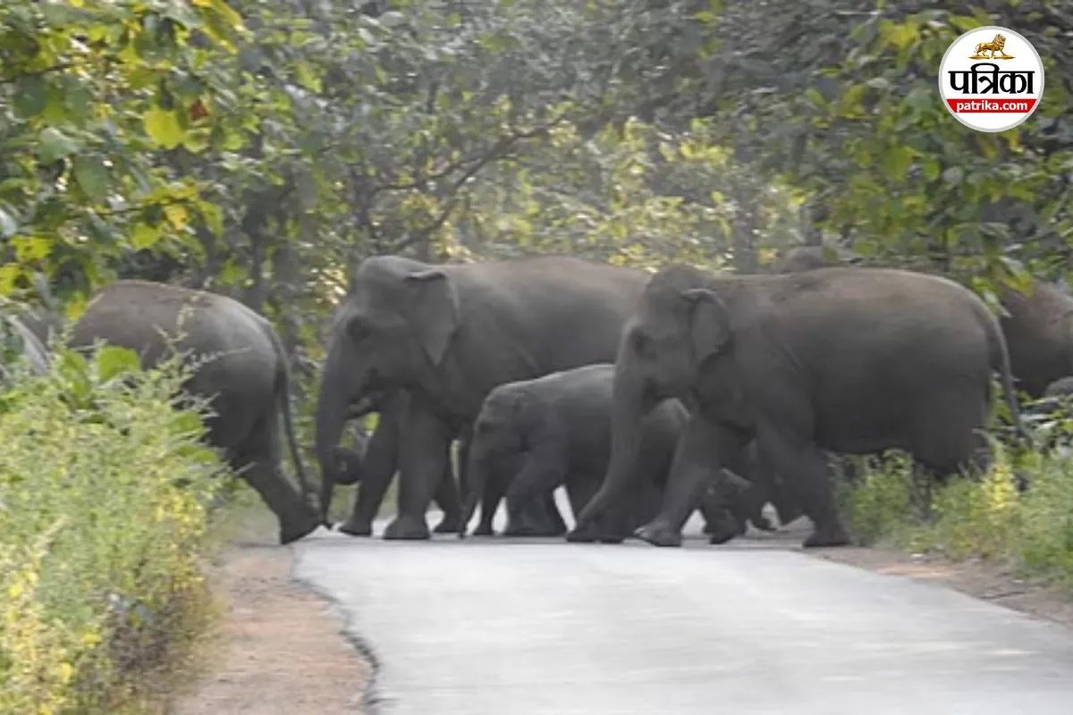 Chhattisgarh News: किसी का सहारा छिना, कोई जिंदगीभर के लिए अपाहिज… वन्यजीवों के हमलों में 6 साल में 541 मौतें, 1492 घायल