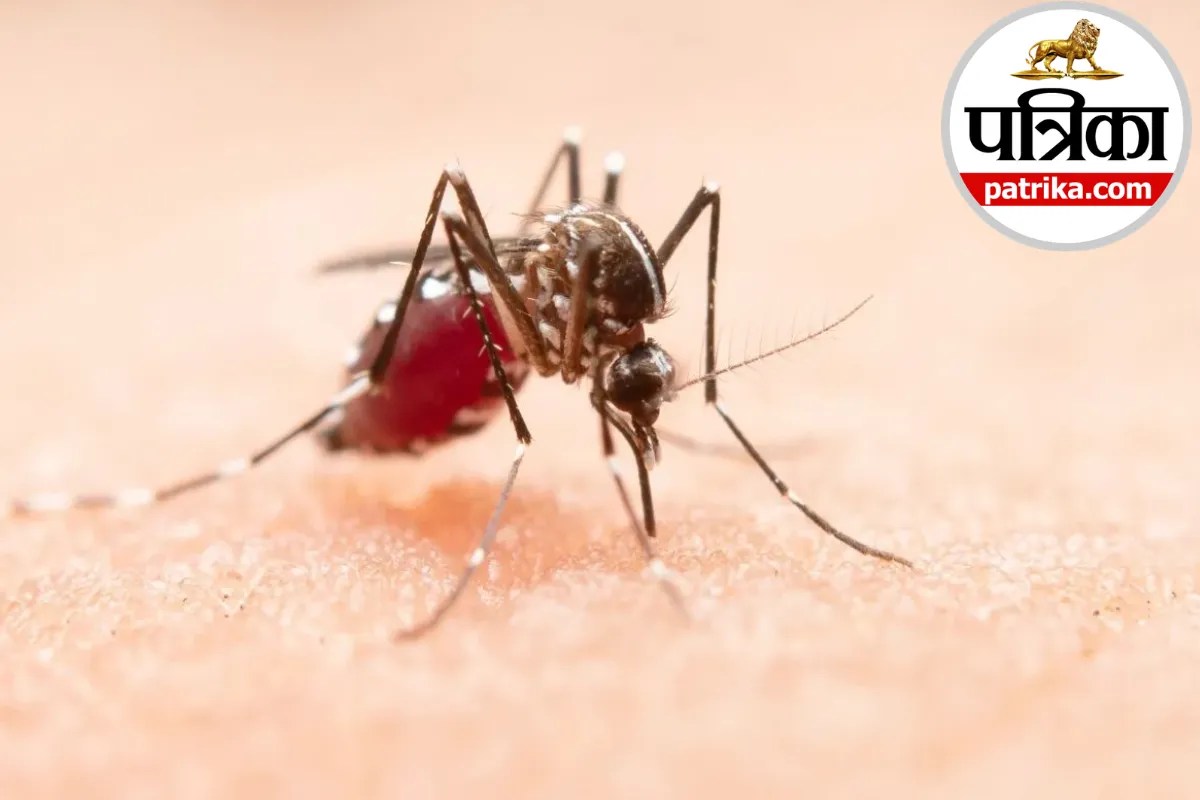 Dengue vs Chikungunya: मच्छर की प्रजाति बदलते ही बदल सकता है बीमारी फैलने का तरीका, NCBI से जानें डेंगू-चिकनगुनिया में क्या अंतर होता है