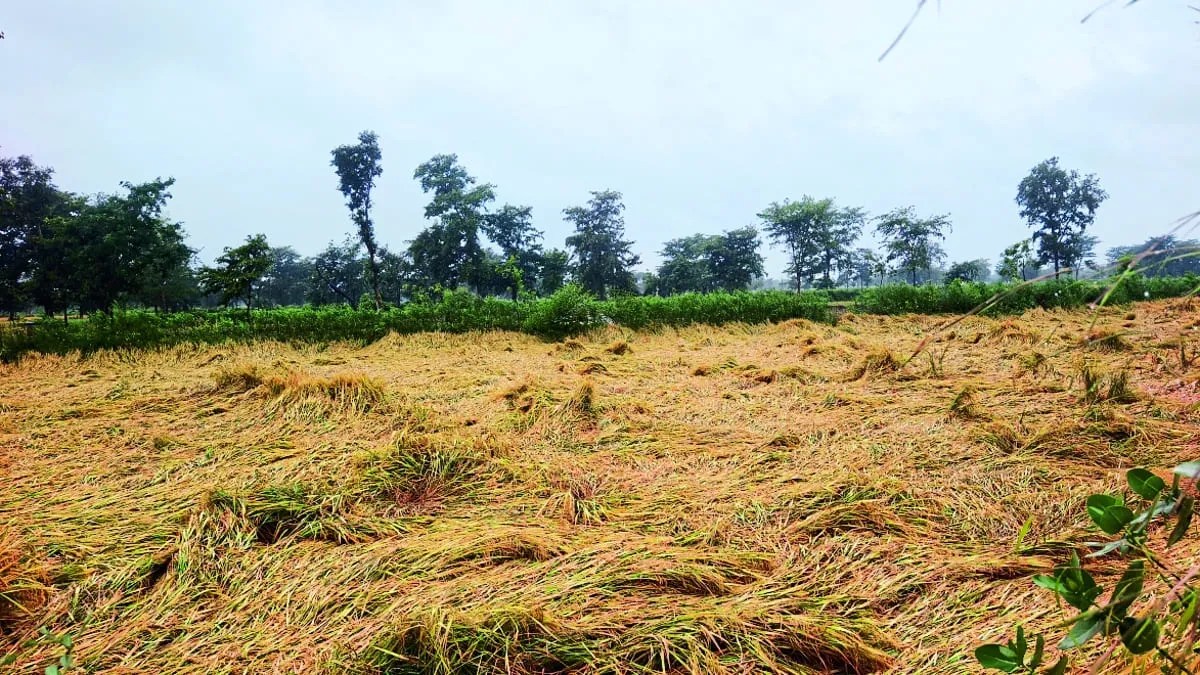अर्नब ने बालोद को भिगोया, धान फसल को नुकसान
