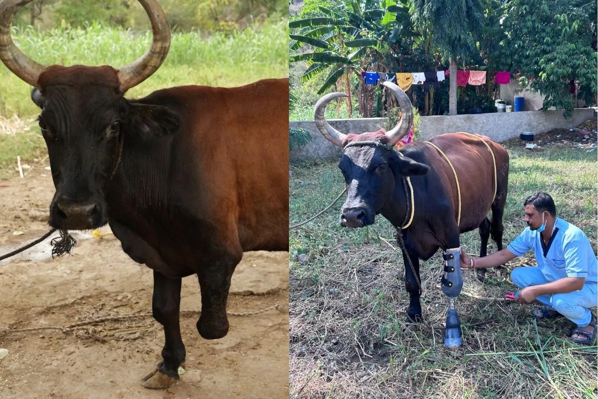 हादसे में गंवाया था पैर, अब कृत्रिम पैर के सहारे चलेगी दिव्यांग गोमाता: नारायण सेवा संस्थान ने की पहल