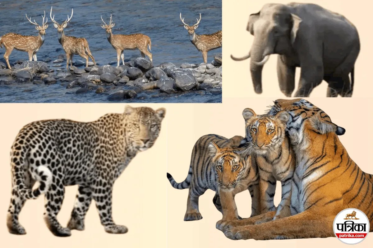 पहली जंगल सफारी को बनाना है यादगार? जानें सही समय से लेकर बुकिंग तक जरूरी बातें 