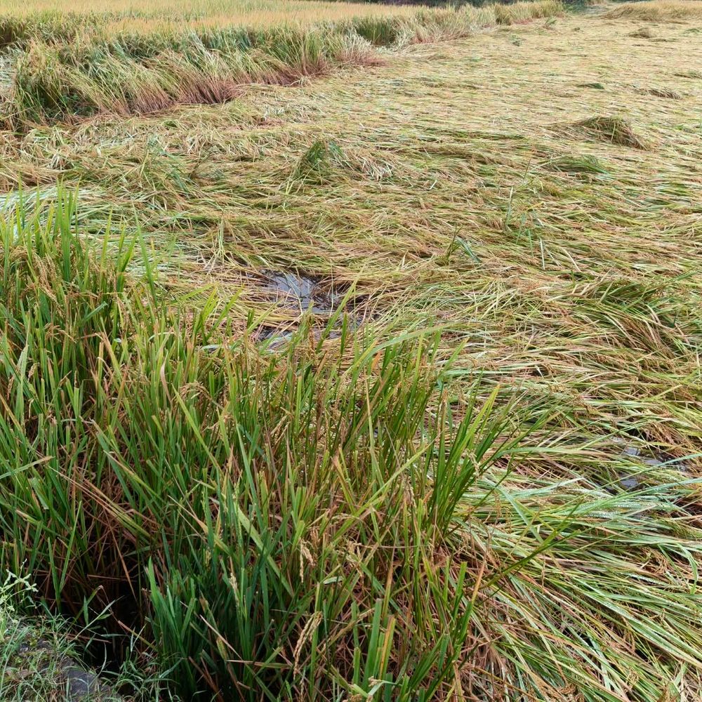 महराजगंज में बारिश और हवा से धान की फसल गिरी:खेतों में जलभराव से कटाई रुकी; आलू, मटर और गेहूं की बुवाई में देरी की आशंका