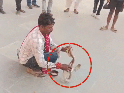 सांप लेकर इलाज के लिए अस्पताल पहुंचा युवक:ईंट के नीचे छीपे सांप को पीड़ित ने पकड़ा था, डब्बे से निकालने पर डस लिया