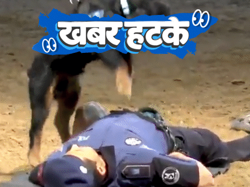 खबर हटके- डॉग ने पुलिस अफसर को दिया CPR:220 डेट के बाद महिला ने कुत्ते से की शादी; रोबोट चला रहे पूरी दुकान