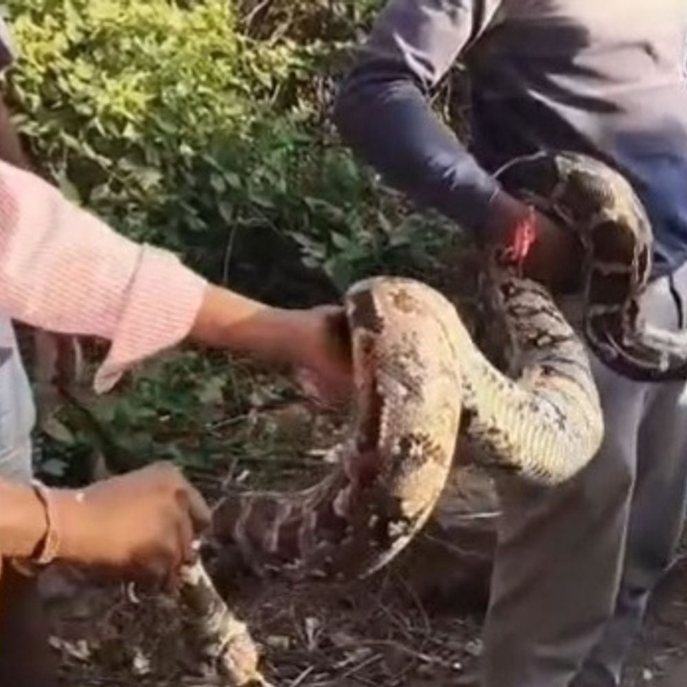 कलेक्टर ऑफिस के पीछे बस्ती में निकला अजगर:वन विभाग की टीम नहीं पहुंची, स्थानीय लोगों ने पकड़कर जंगल में छोड़ा
