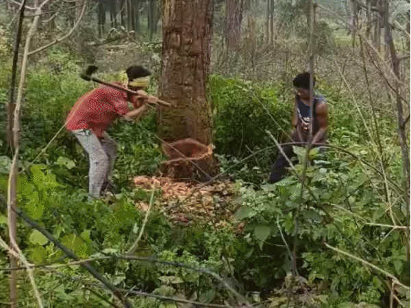 रोजाना कट रहे 565 पेड़, ऐसे में लगेगा एक साल:’साल बोरर’ प्रभावित साल के पेड़ों की कटाई धीमी; डिंडौरी में 110 दिन में कटने हैं डेढ़ लाख