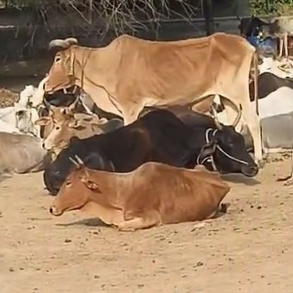 उन्नाव की गोशाला में मृत गोवंश को कौवे नोचते दिखे:बीडीओ ने जांच कराने की बात कही, जांच कराने में जुटे अधिकारी
