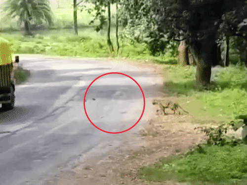 धमतरी में घर में घुसा तेंदुआ, 3 लोगों पर हमला:बैल की आवाज सुनकर बाहर निकली बुजुर्ग महिला पर झपटा, दो घायल जिला अस्पताल रेफर