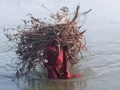 रोजी-रोटी के लिए महानंदा नदी पार करती है महिला:किशनगंज में 3 साल से पुल अधूरा, किनारे से लकड़ियां, घास और बांस जुटाती हैं