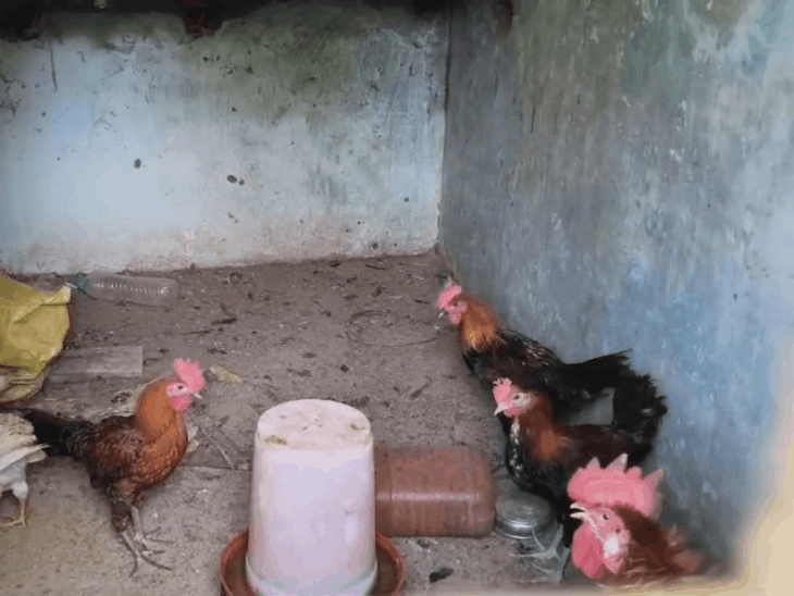 सरकारी बिल्डिंग में हो मुर्गा पालन, कर्मचारी पर आरोप:छतरपुर में नगर परिषद के पंप हाउस में मुर्गों के दाना-पानी का इंतजाम, खिड़कियों पर जाली