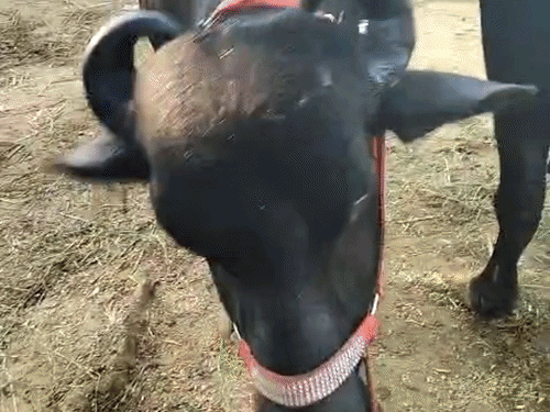 5 लाख की भैंस की बनी आकर्षण का केंद्र:चतरा के पशु मेले में नेपाल से लाई गई भैंस, 50 लीटर देती है दूध; विदेशी गाय ने भी खींचा ध्यान