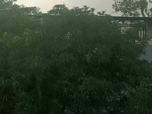 सीहोर में दूसरे दिन भी बारिश, गर्मी-उमस से राहत:अगले 24-48 घंटे बारिश की संभावना, सोयाबीन-धान समेत फसलों को भी फायदा