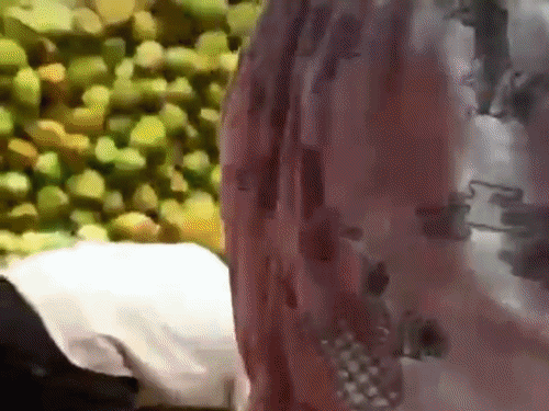 वेस्टइंडीज टीम ने मांगा एक्स्ट्रा नारियल पानी:इंदौर में 11 अक्टूबर को भारत से टी-20 मुकाबला; डिडाइड्रेशन से बचने शाकाहारी भोजन पर जोर