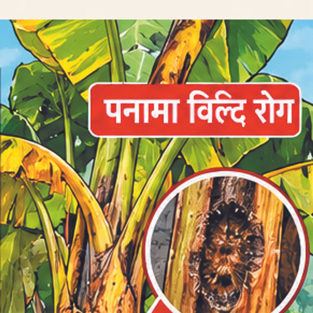 पनामा विल्ट की मार से केले की खेती पर संकट
