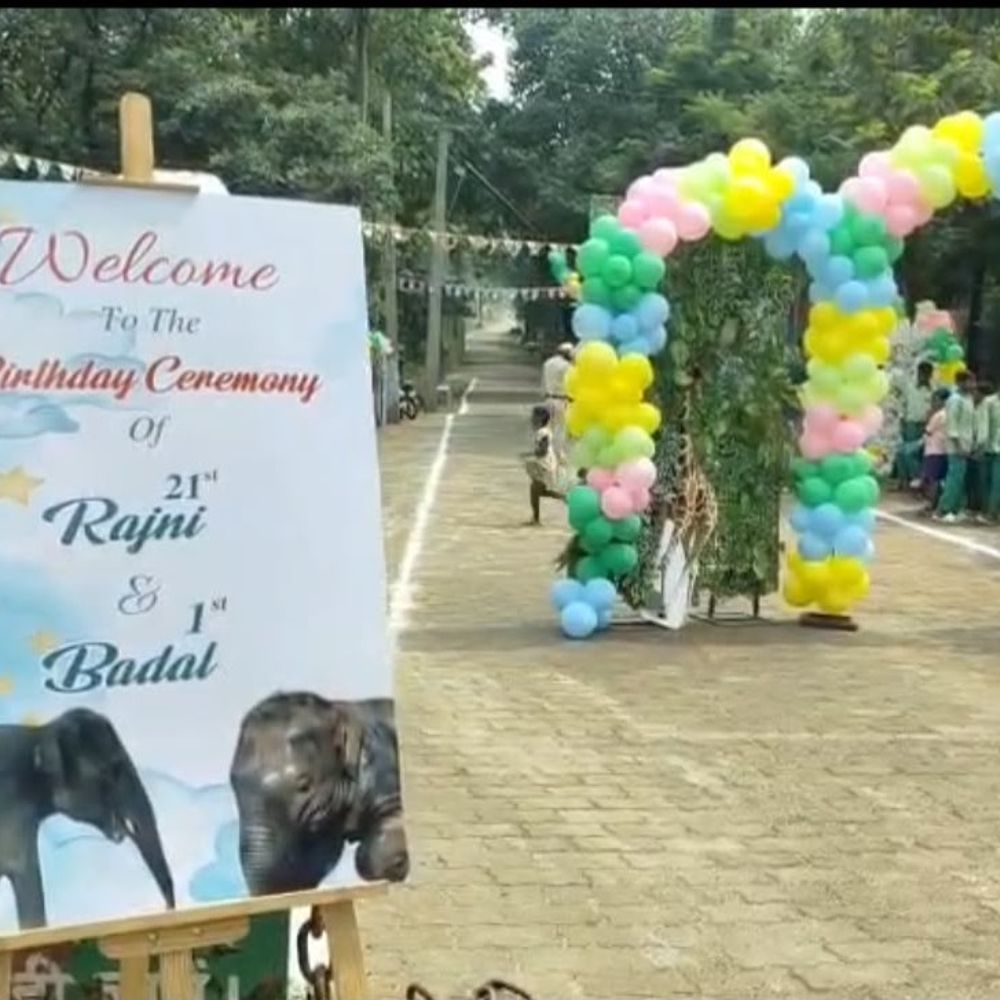 दलमा में मादा हाथी रजनी और नन्हे बादल का जन्मदिन:वन्य प्राणी सप्ताह के समापन पर इंसान-वन्यजीव के रिश्ते की दिखी खूबसूरत तस्वीर