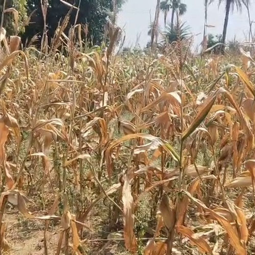 आलीराजपुर में बारिश की कमी से फसलें सूखने लगीं:सरकार से राहत की गुहार; महंगे खाद-बीज पर खर्च, बारिश ने तोड़ी उम्मीदें