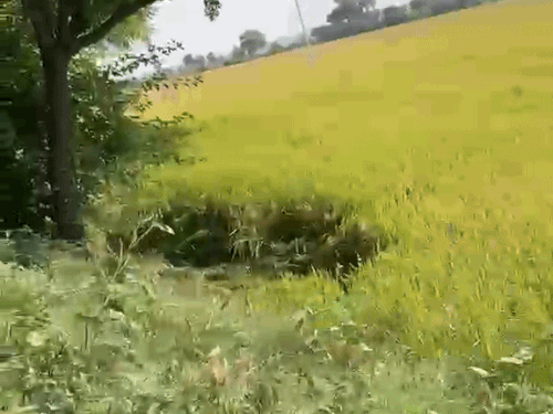 जींद में तहसीलदार- कानूनगो व पटवारी पर धोखाधड़ी का केस:स्टे होते हुए 3 एकड़ प्राइम लैंड एक को दी; ग्रीवेंस में उठा था मुद्दा