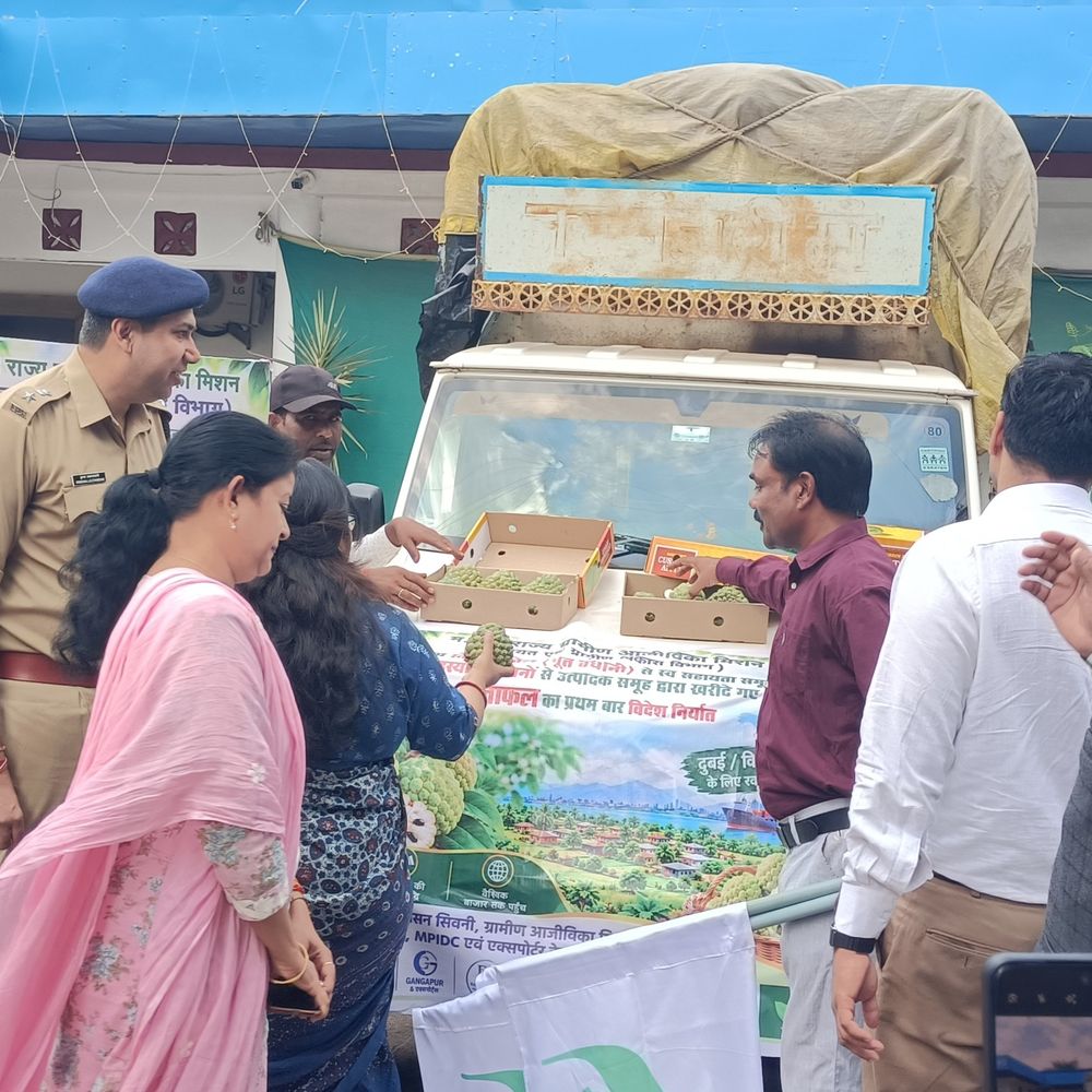अब दुबई में बिकेगा सिवनी का जम्बो सीताफल:GI टैग मिलने के बाद पहली खेप रवाना; नागपुर से कार्गो के जरिए भेजे जाएंगे फल