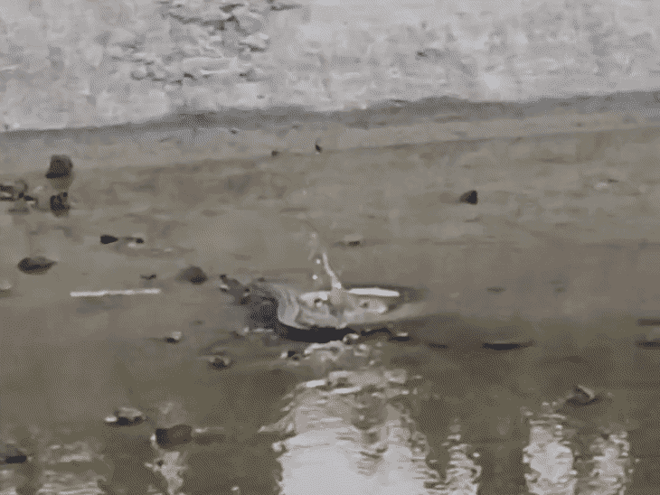 एटा में नहर में दिखा मगरमच्छ,VIDEO:पानी कम होने पर दिखा, पुलिस और वन विभाग को दी गई सूचना