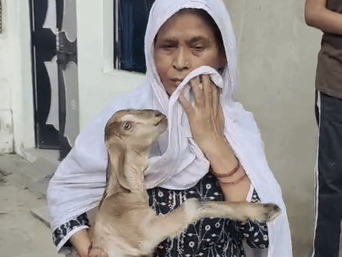 बकरी की तलाश में रोते हुए घूम रही अफसाना:गोद में बकरी दो बच्चेद्व हाथ में फोटो और आंखों में आंसू, कहती है दूध नहीं पी रहे