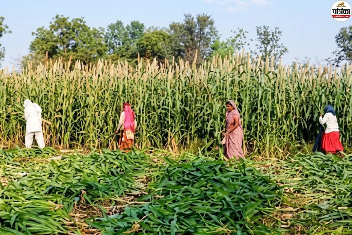 ग्राउंड रिपोर्ट: खेतों में फसल तैयार, कटाई के लिए मजदूरों की मारामारी; एडवांस देकर बुकिंग कर रहे किसान