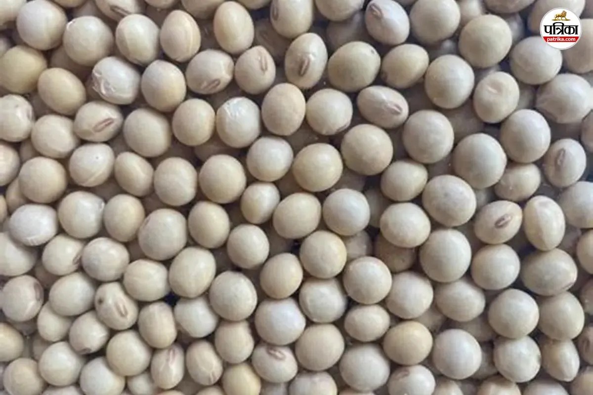 Guar Mandi Price in Rajasthan: 4 साल बाद ग्वार के भाव में उछाल, एक महीने में 1600 रुपए प्रति क्विंटल से अधिक की तेजी