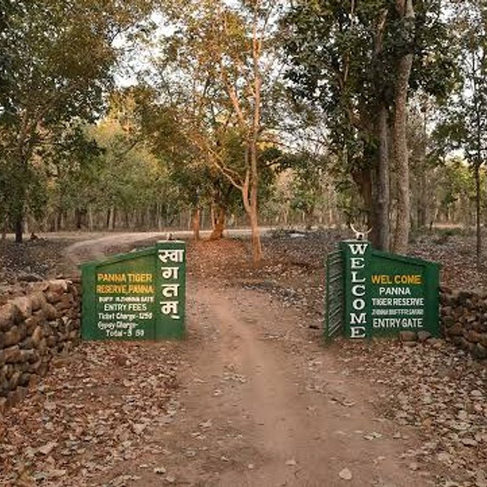डूब जाएगा आधे से ज्यादा पन्ना टाइगर रिजर्व:जबलपुर हाईकोर्ट में लगी याचिका; केन-बेतवा परियोजना में 60 लाख पेड़ काटने का दावा