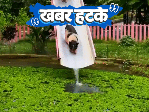 खबर हटके- सूअरों का वाटर पार्क:1300 किलो का कद्दू; सर्दी में ठिठुरे कर्मचारी तो बॉस ने गिफ्ट की BMW