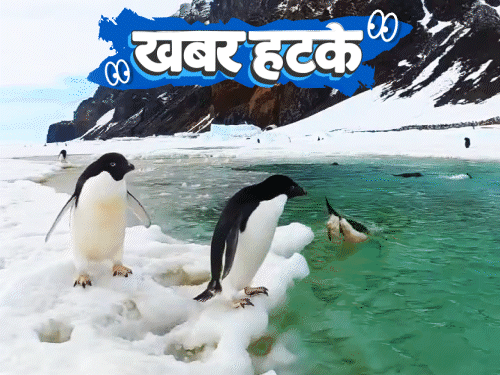 खबर हटके- अंटार्कटिका की बर्फ पिघला रही पेंगुइन की पॉटी:जुआ खेलने के लिए 14 शादियां; 200 साल बाद जन्मा असली जंगली घोड़ा
