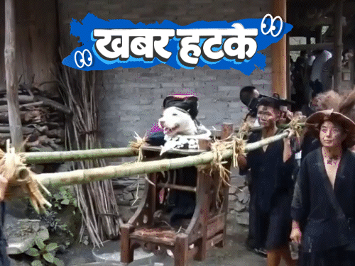 खबर हटके- पालकी में बैठाकर कुत्ते की पूजा:दुबई में बन रही सोने की सड़क; 21 लाख फॉलोअर्स, चुनाव में मिले 33 वोट