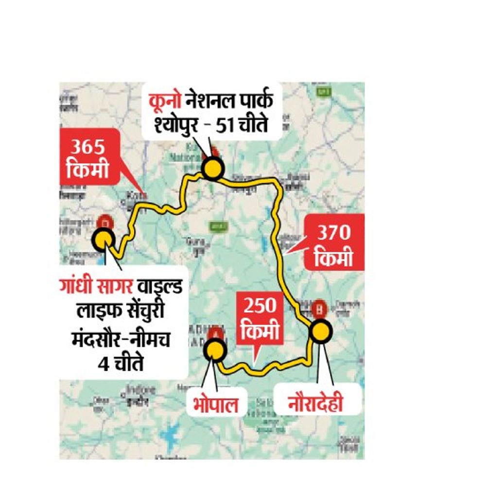 मध्यप्रदेश में ही चीतों का तीसरा घर:कूनो-गांधी सागर के बाद नौरादेही में 7 अक्टूबर को छोड़े जाएंगे 2 चीते