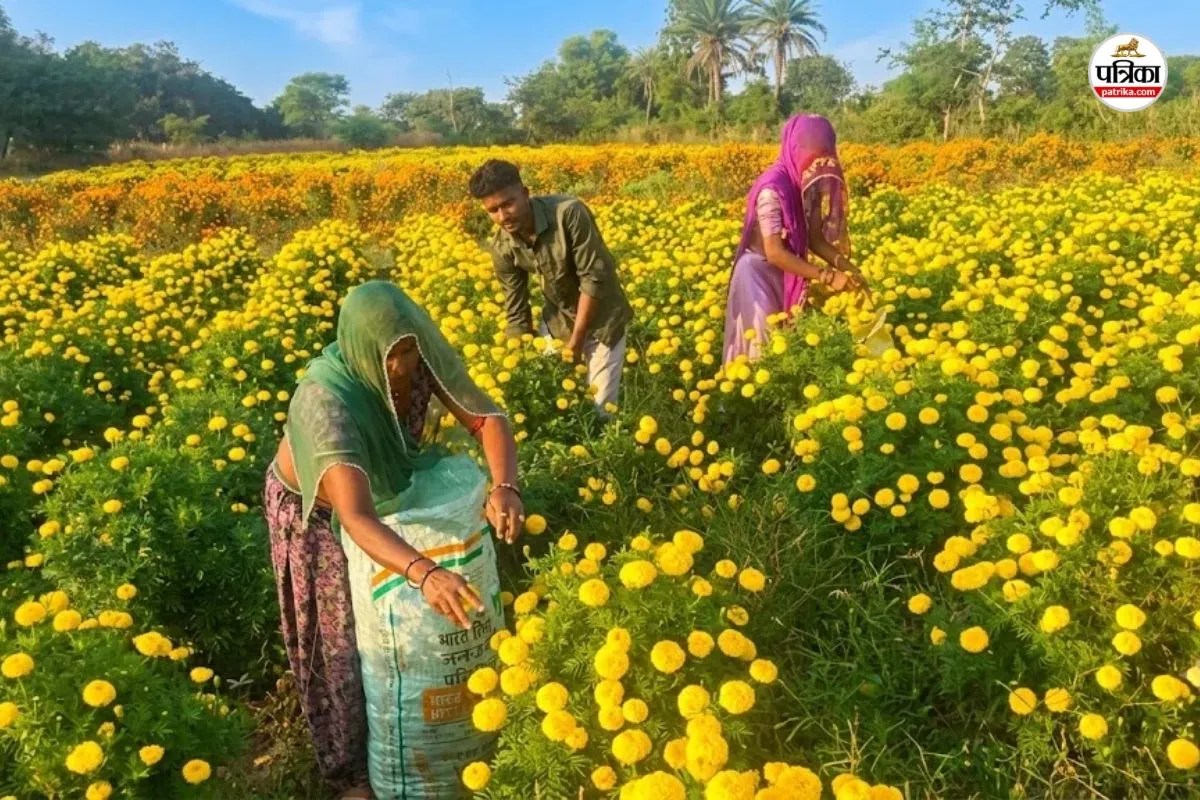 Chittorgarh : फूलों की खेती से बदल रही चित्तौड़गढ़ के किसानों की जिंदगी, हो रहे हैं मालामाल