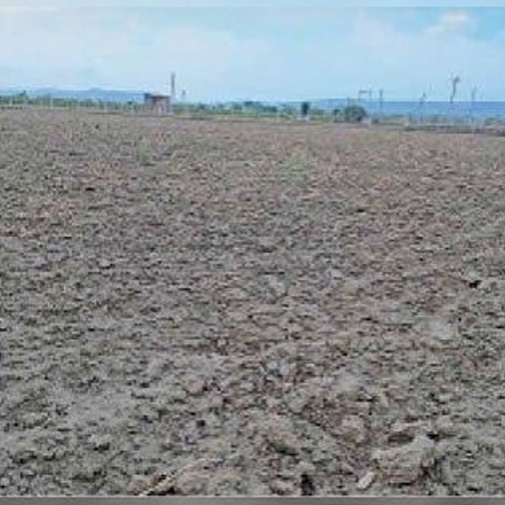 राजस्थान के 13 जिलों में अकाल घोषित:53 तहसीलों को ‘गंभीर एवं मध्यम सूखाग्रस्त’ घोषित किया, नोटिफिकेशन जारी