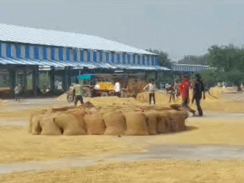 धान-बाजरे की सरकारी खरीद न होने से किसान परेशान:रोहतक अनाजमंडी में खुले में पड़ी फसल, बरसात के कारण बढ़ गई नमी