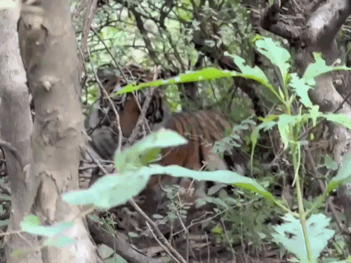वन मंत्री के सामने आया बाघिन का शावक:टाइग्रेस ST-2302 का एक शावक झाड़ियों में दिखते ही रुकवाई कार