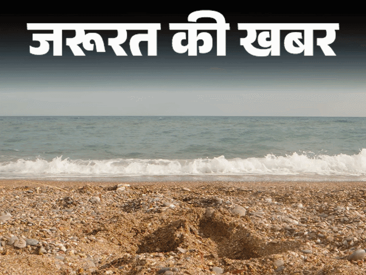 जरूरत की खबर- कीवी के 12 हेल्थ बेनिफिट्स:पाचन बेहतर बनाए, ब्लड शुगर कंट्रोल रखे, डॉक्टर से जानें किन्हें सावधानी बरतनी चाहिए